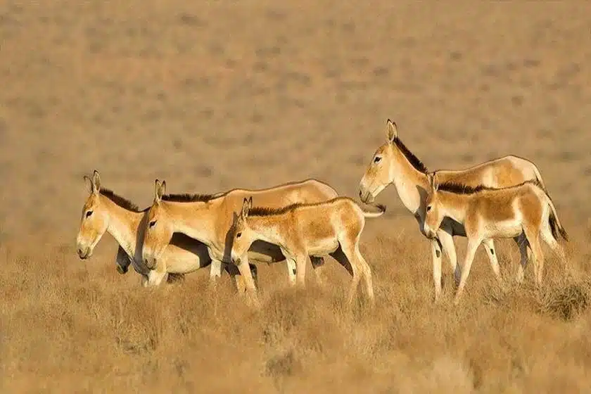پارک ملی کویر بهترین جای دیدنی قم